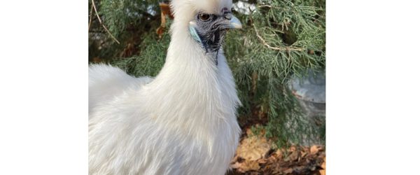 Winners: Chickens 2023 Best Of Cluck Photo Contest