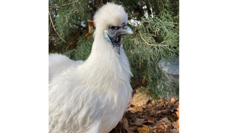 Best of Cluck
