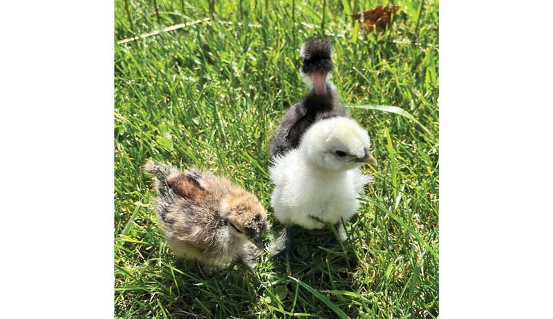 shutterclucks