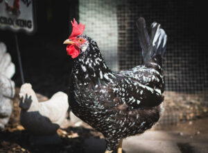 ancona-chicken