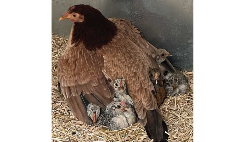 shutterclucks