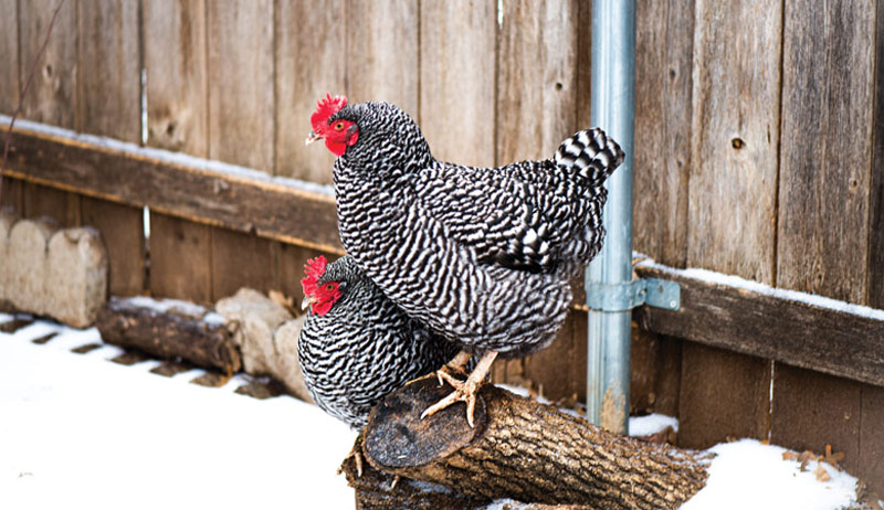 Best of Cluck