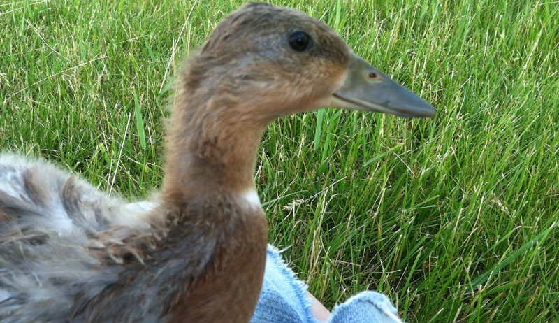 bantam ducks