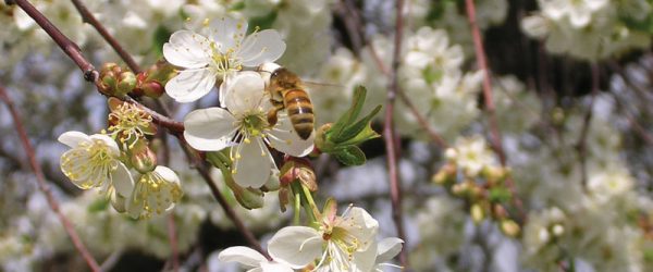 The Business Of Beekeeping At Montana’s Smoot Honey Co.