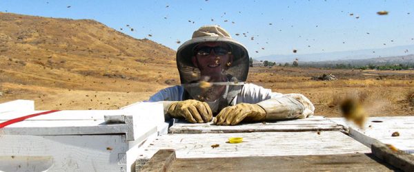 How to Get Started Beekeeping in the New Year