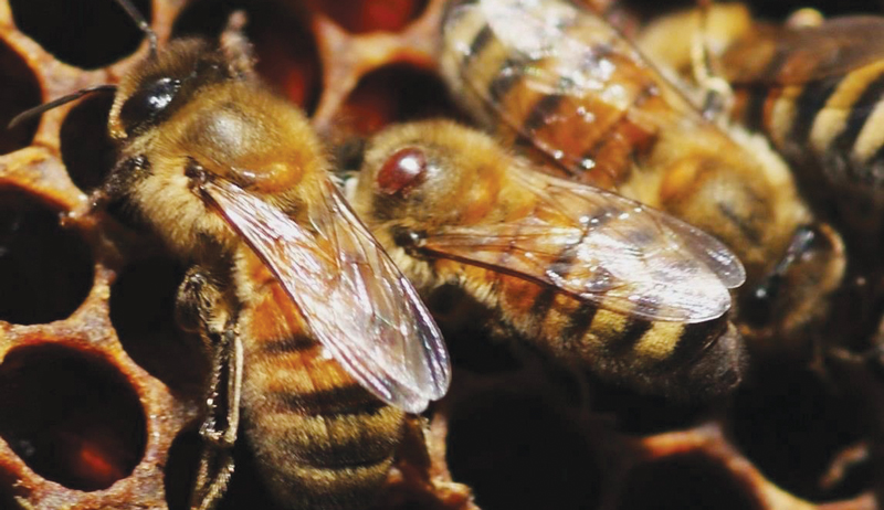 start beekeeping