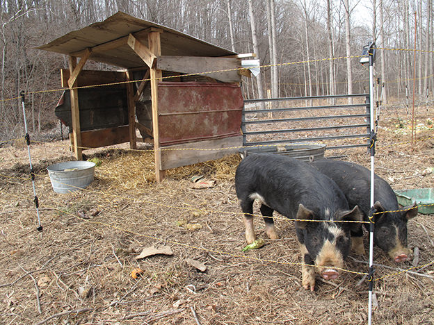 Berkshire pigs are black with white points.