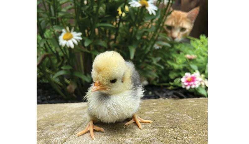 Best of Cluck