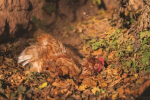 raising-chickens-for-beginners