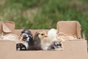 chicks-in-mail-order-box