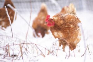 raising-chickens-for-beginners