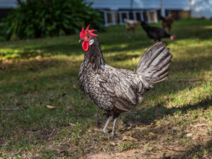 A Andalusian hen is walking