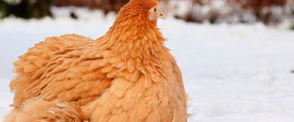 Chicken Boredom Busters for Winter