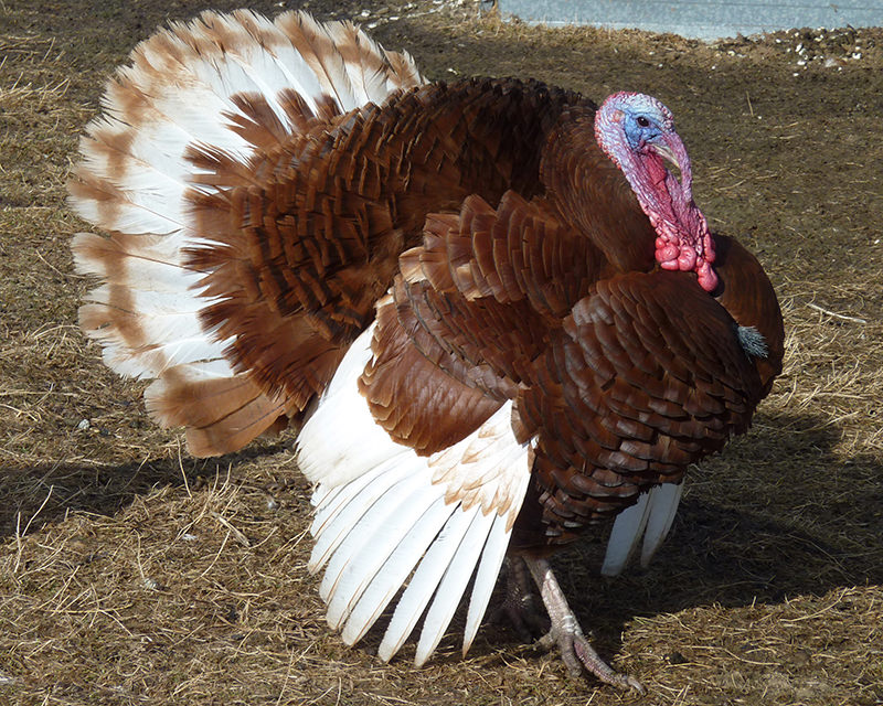 Bourbon Red turkey
