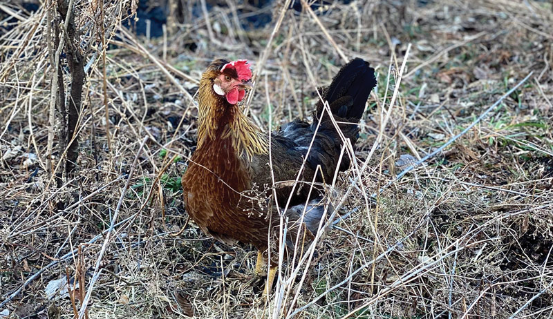 Best of Cluck