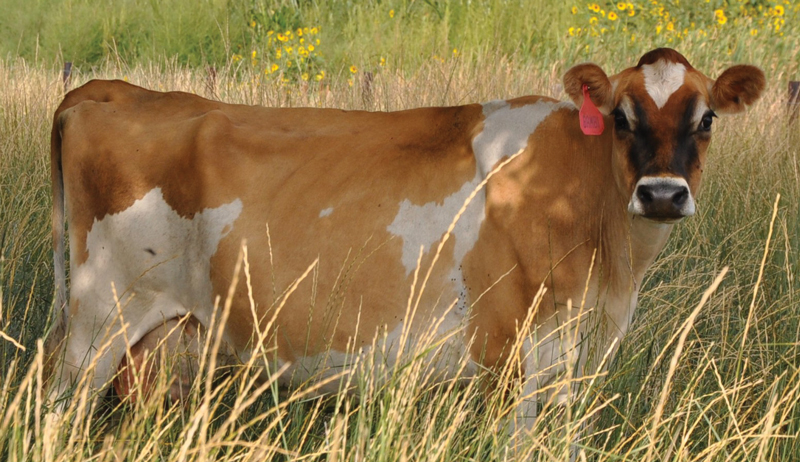 Jersey cow cattle