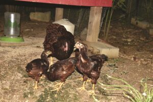 hen-tending-young-chickens