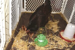 hen-tending-chicks