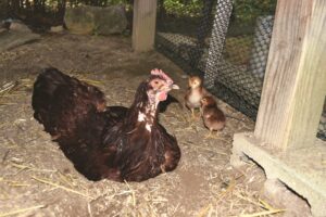 broody-hen-with-feather-loss