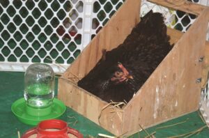 broody-hen-in-birthing-room