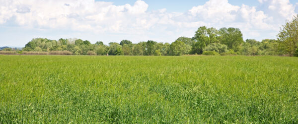 Buying Land: 5 Tips to Make a Wise Choice