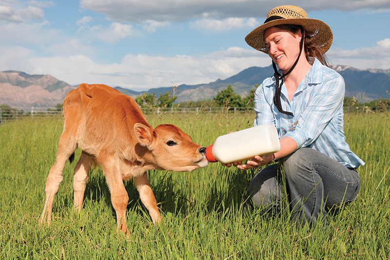 raising calves calf bottle babies
