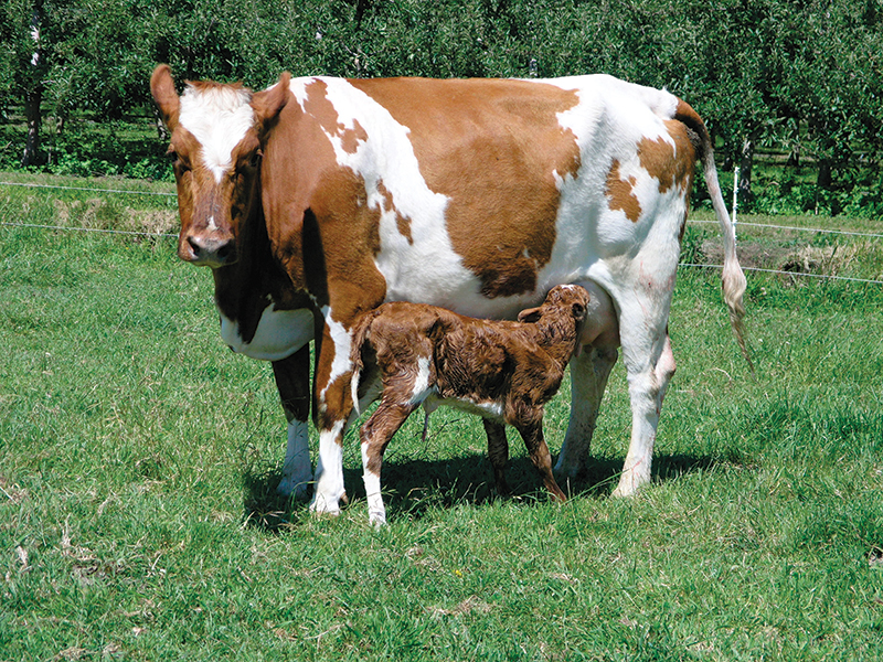 raising calves weaning