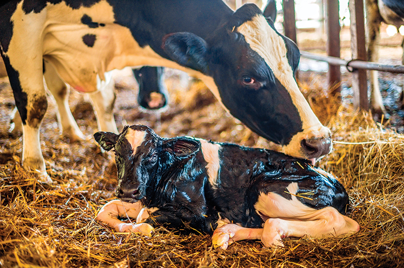 raising calves newborn
