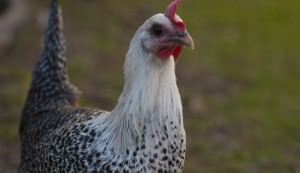 campine-chickens