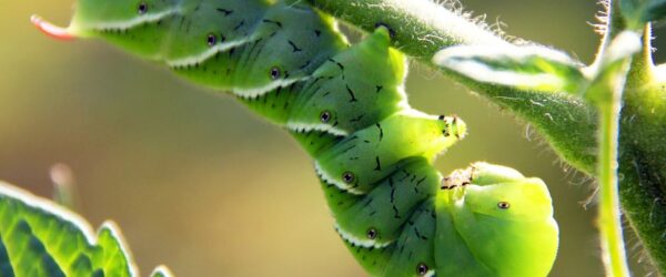Caterpillar Identification & What They Mean For Your Garden