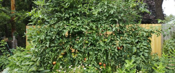 Cattle Panel Trellis: DIY Vertical Garden Projects