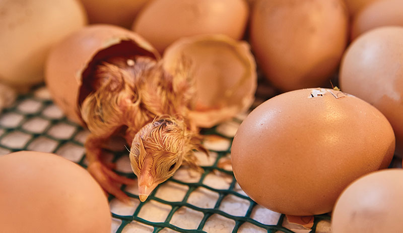 chick chicks hatching eggs broody hen