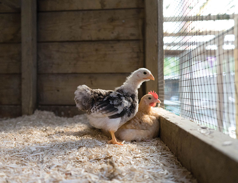 chicken health