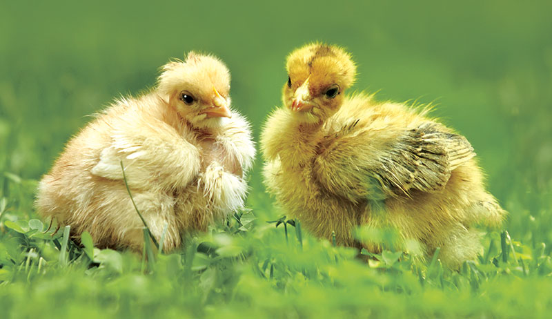 chicken health