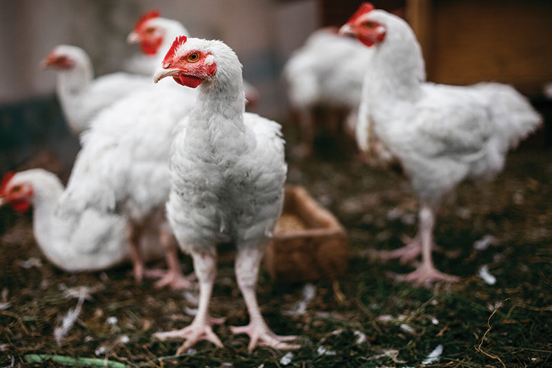 chicken health