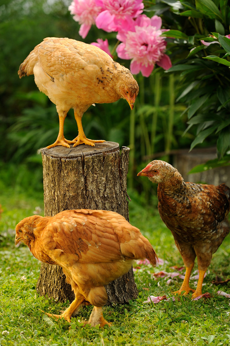 chicken ownership flock size