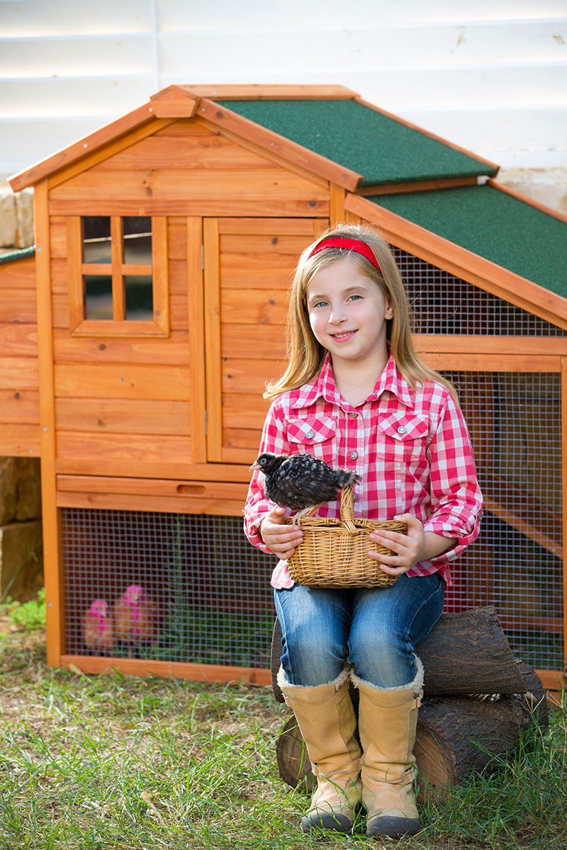 chicken ownership permits