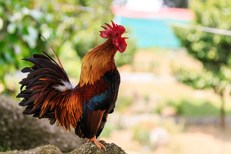 rooster restrictions chicken ownership