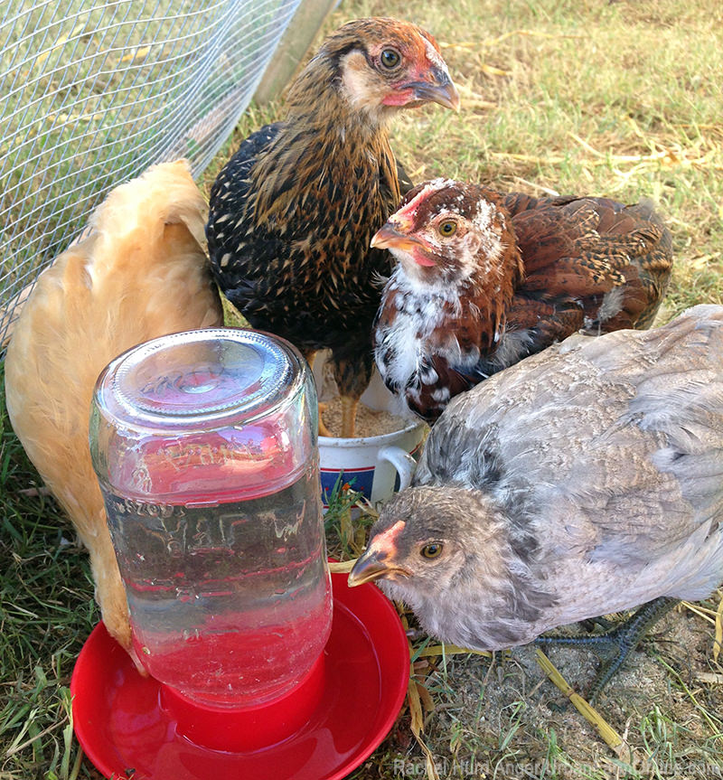 Safety Check: 4 Water Sources for Your Chickens - Photo by Rachel Hurd Anger (UrbanFarmOnline.com) #chickens #chickenkeeping