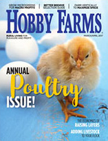 chicken advertise