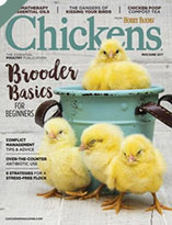 chicken2 advertise
