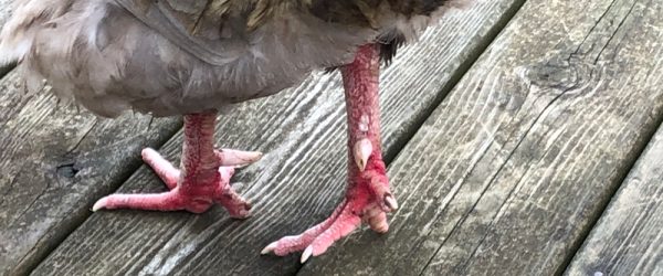 Why Does My Rooster Have Red Legs?