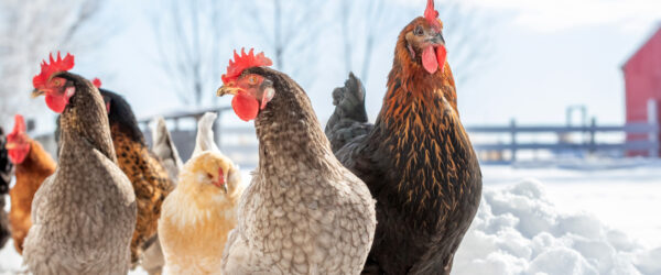 Chickens in Winter: How to Prepare Your Coop