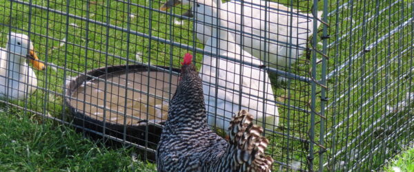Chickens vs Ducks: Are Ducks the New Chicken?