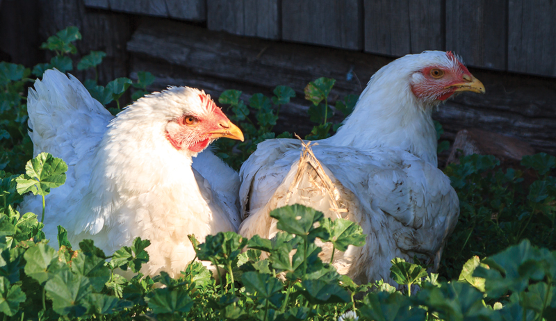 chickens heat hot chickens hens hen