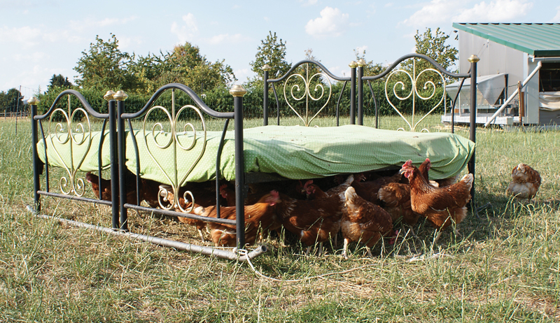shade chickens heat chicken hen hens
