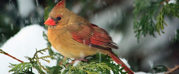 Fresh-Cut Christmas Trees: 3 Uses for Your Spent Trees