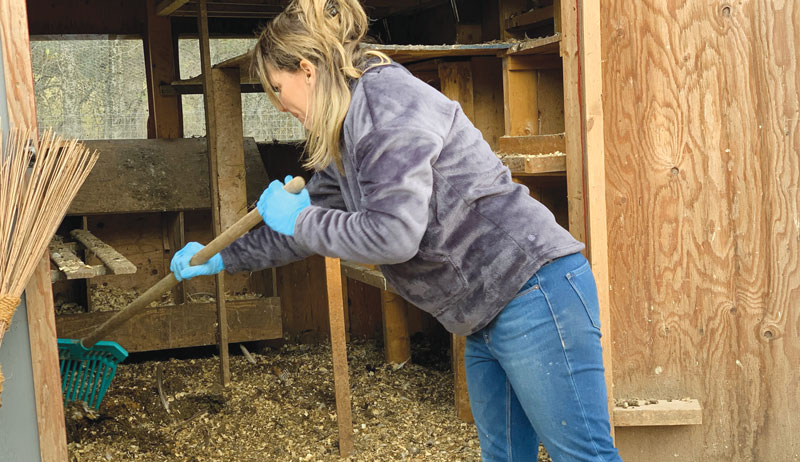 muck chicken coop spring clean cleaning