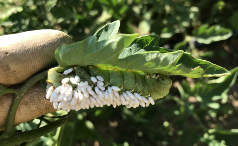 parasitized hornworm
