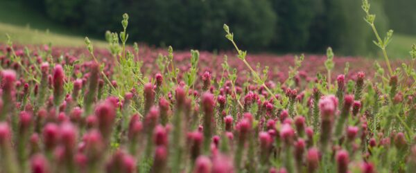 Crimson Clover Cover Crop: Plant in Fall to Protect Soil